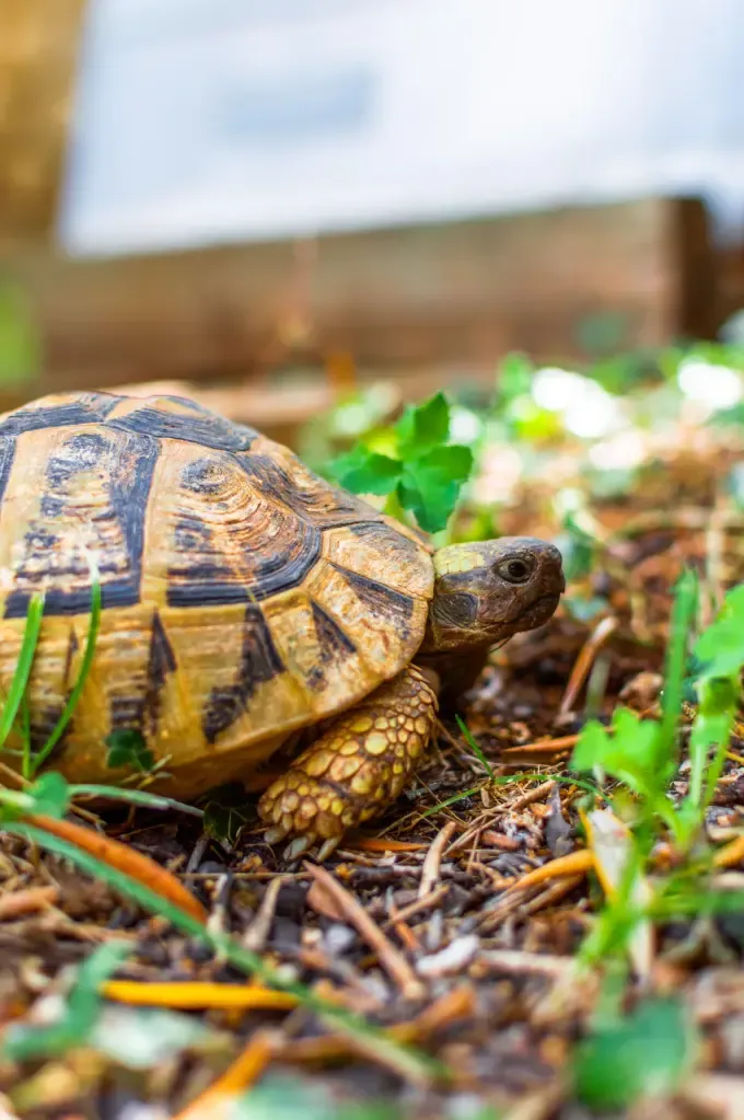 Tortoise