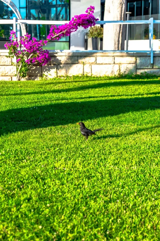 Blackbird